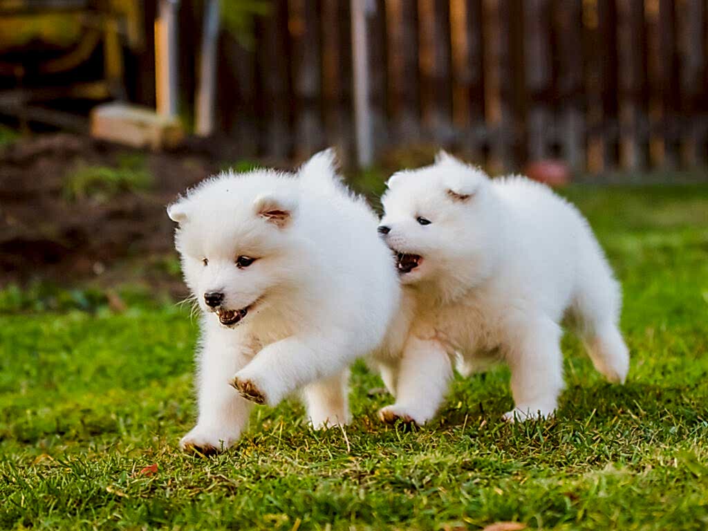 Köpek Eğitimi Hizmetleri - Tuvalet Eğitimi