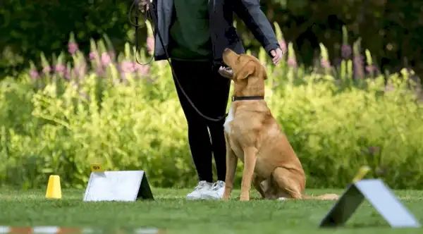 Köpek Eğitimi Hizmetleri ve Davranış Eğitimi - Temel İtaat Eğitimi