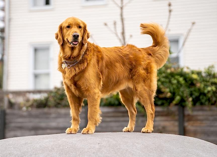 Köpek Eğitimi Hizmetleri ve Davranış Eğitimi - Alan Koruma Eğitimi