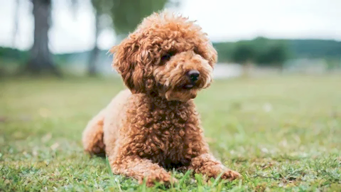 Köpek Eğitimi Hizmetleri