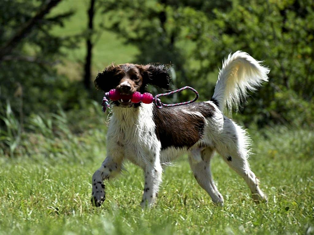 Köpek Eğitimi Hizmetleri ve Davranış Eğitimi - İleri İtaat Eğitimi