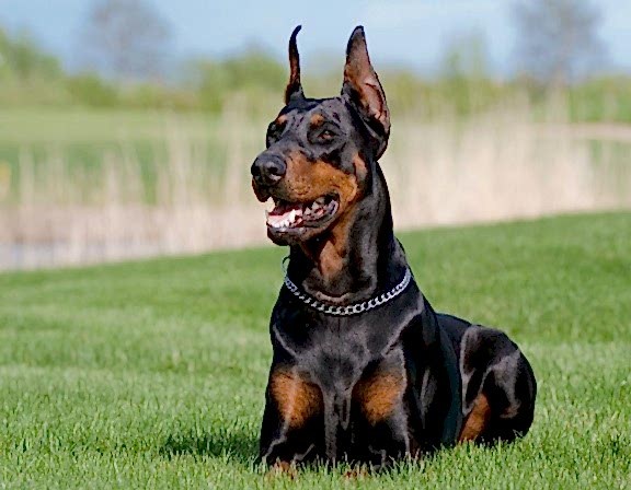 Köpek Eğitimi Hizmetleri ve Davranış Eğitimi - Bodyguard Eğitimi