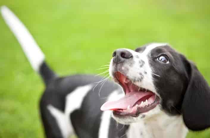 Kadıköy Köpek Eğitimi | Kadıköy Köpek Eğitmeni & Evde Köpek Eğitimi