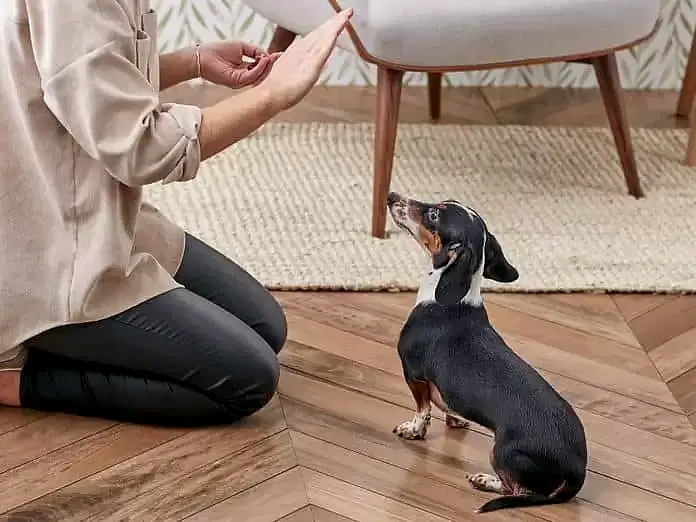 Evde Köpek Eğitimi