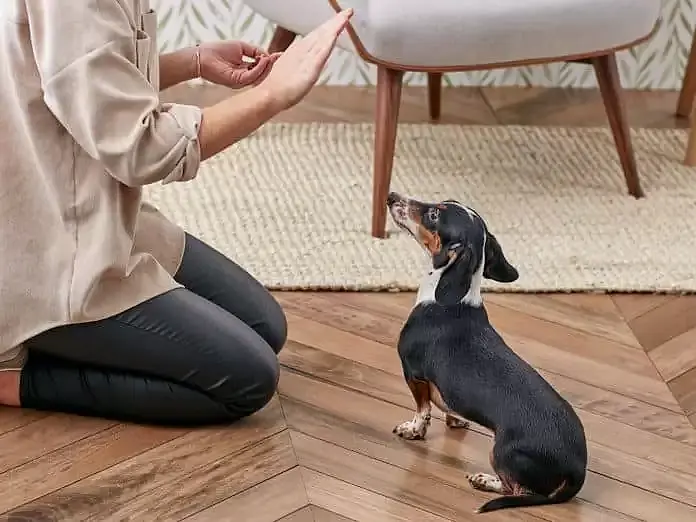 Evde Köpek Eğitimi