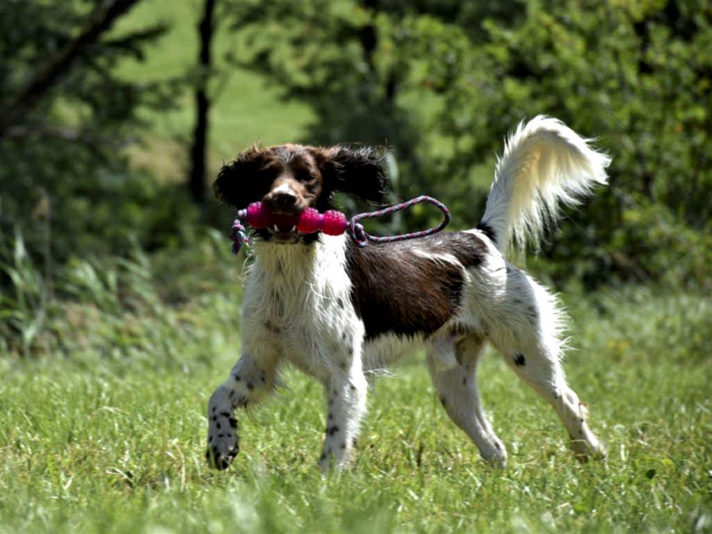 İleri İtaat Köpek Eğitimi