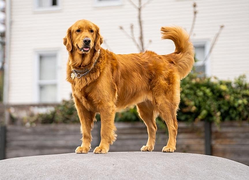 Köpek Alan Koruma Eğitimi