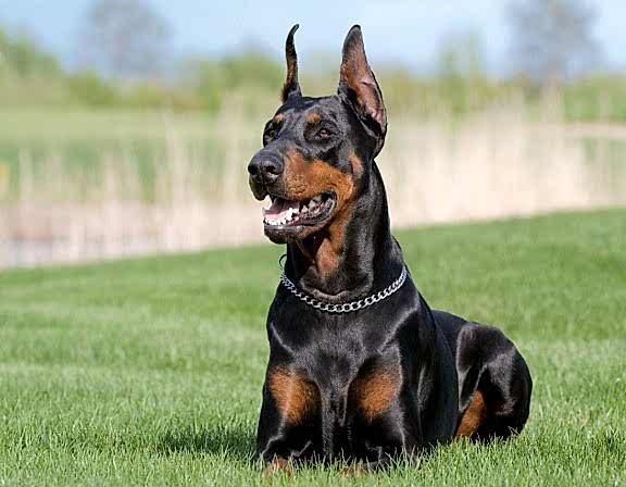 Köpek Bodyguard Eğitimi