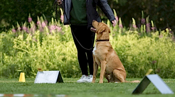 Köpek Temel İtaat Eğitimi