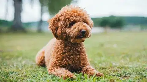 Yavru Köpek Eğitimi